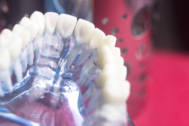Tandartsen tandheelkundige tand model - Foto, afbeelding