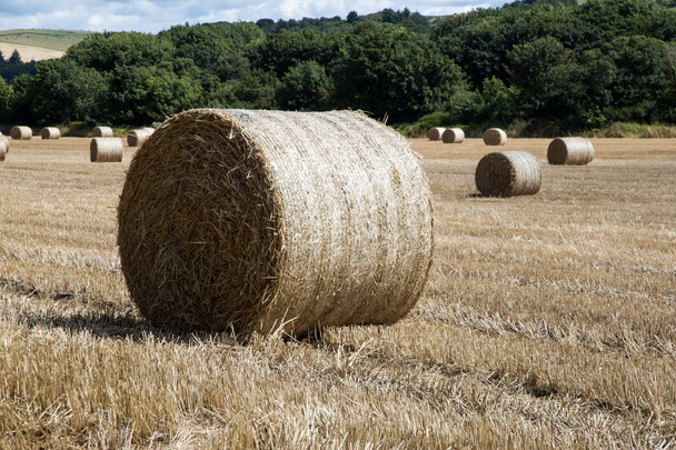 Hay Bale in Field of Stubble - Photo, Image