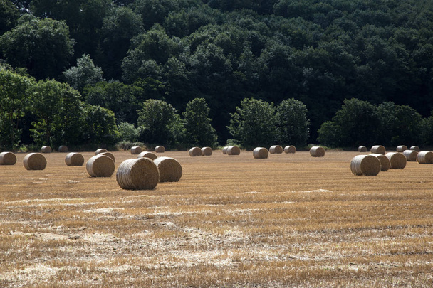 Hay Bales in a Stubble Field - Photo, Image