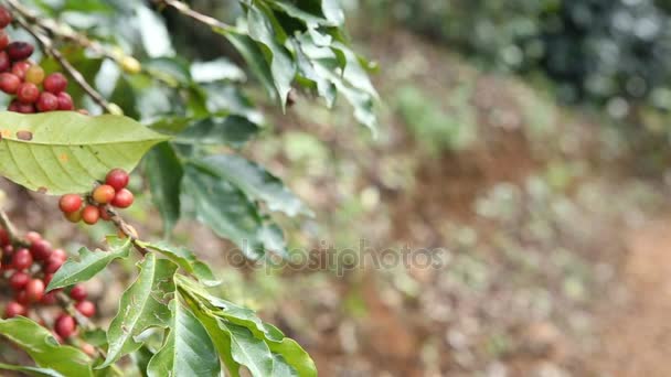coffee beans at the plantation ,pan video - Footage, Video