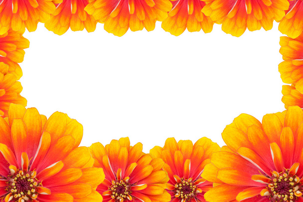百日草の花のフレーム - 写真・画像
