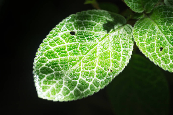 Věda o ekologii. Closeup zelená listová textura s chlorofyl a proces fotosyntézy v závodě izolované na černém pozadí - Fotografie, Obrázek