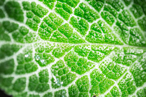 Scienza dell'ecologia. Struttura foglia verde primo piano con clorofilla e processo di fotosintesi in pianta
. - Foto, immagini