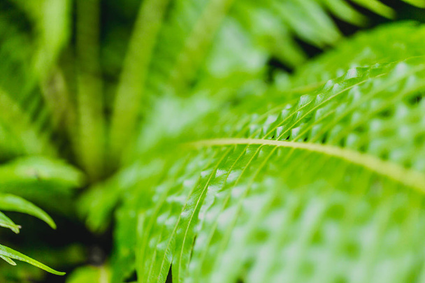 Koncepcja tło zielony paproci lasów tropikalnych. Nefrolepis wyniosły (The Sword Fern) - Zdjęcie, obraz