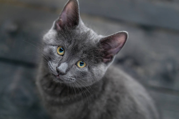 Gattino con pelliccia grigio argento
. - Foto, immagini