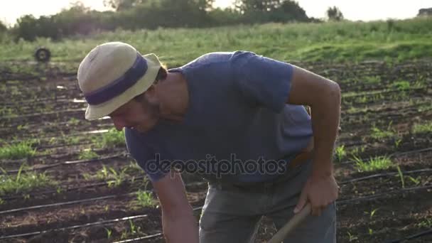 Farmer removes weeds by hoe in corn field with young growth at organic eco farm - Materiał filmowy, wideo