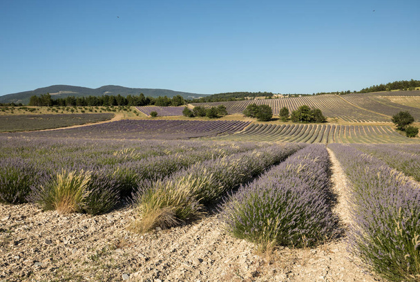 Lavendel veld in de provence, in de buurt van sault, Frankrijk - Foto, afbeelding