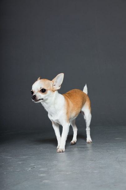 Very small cute chihuahua dog. - Fotó, kép