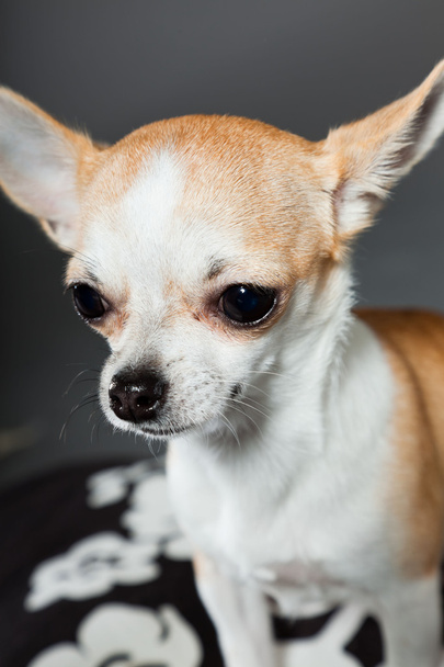 Very small cute chihuahua dog. - Valokuva, kuva
