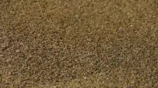 zand, wind blow zand deeltjes op strand. - Video