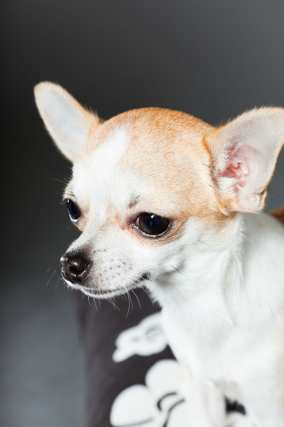 sehr kleiner süßer Chihuahua-Hund. - Foto, Bild