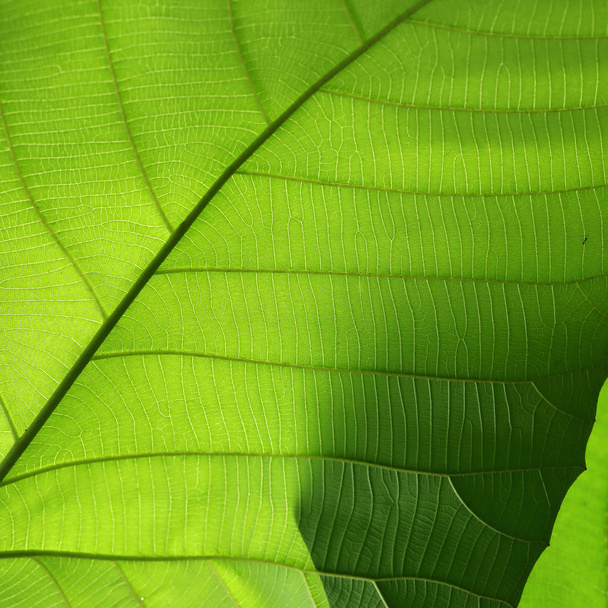 structure cellulaire verte texture de la nature fond de feuille
 - Photo, image