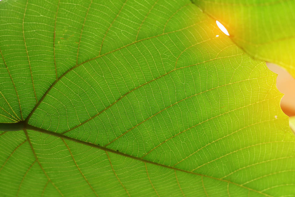 groene cel structuur textuur van aard blad achtergrond - Foto, afbeelding