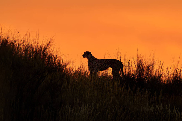 Sylwetka Afryki Cheetah, Acinonyx jubatus, chodzenie na  - Zdjęcie, obraz