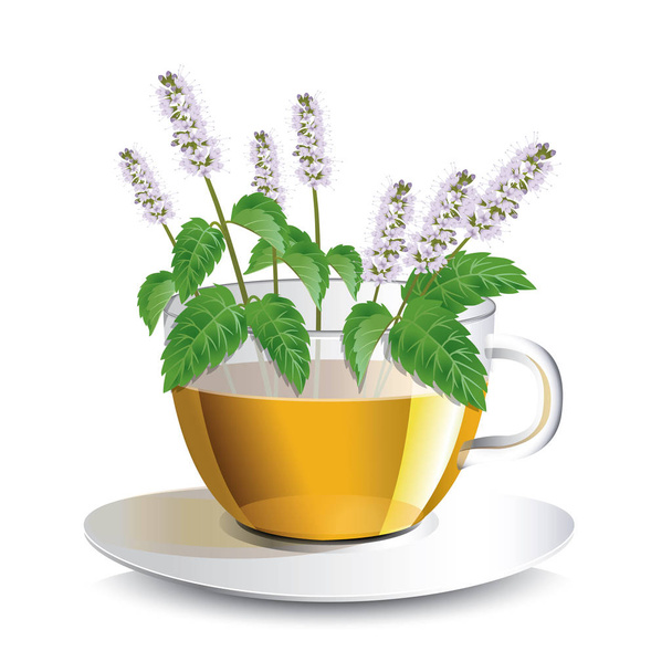 Vector εικονογράφηση αρωματικά βότανα μέντα τσάι σε ένα διαφανές φλιτζάνι - Διάνυσμα, εικόνα