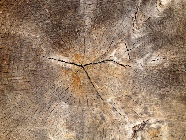 Cutted Wood to see the annual rings - Photo, Image