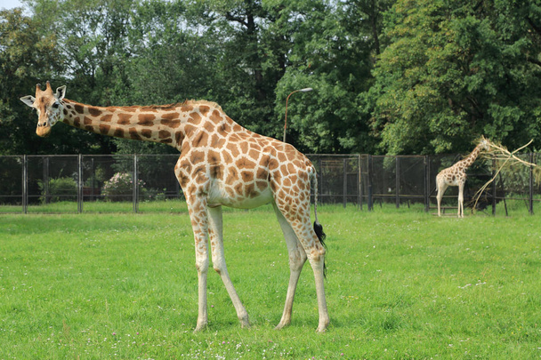 WARSAW, POLAND - JULY 3, 2017: Giraffe in Warsaw Zoo, Poland - Zdjęcie, obraz