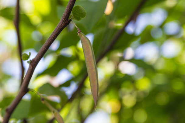 Sementes de Cercis silastrum em um ramo entre folhagem verde
 - Foto, Imagem