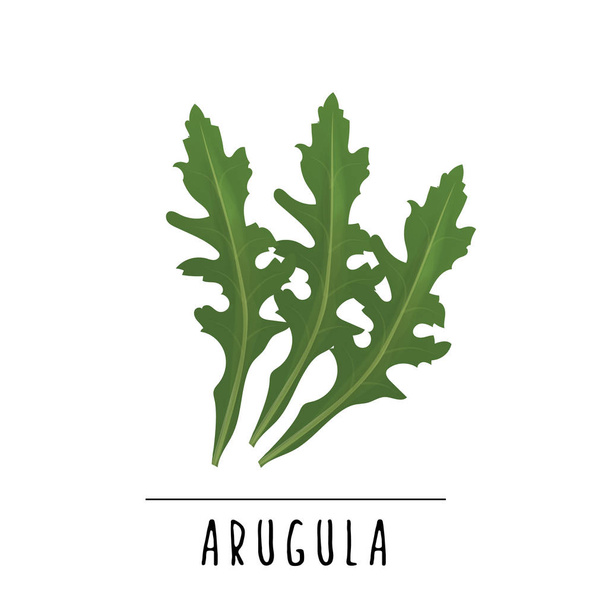  arugula vector illustration. Herbs and spices  - Vector, Image