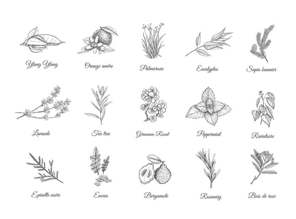 Herbs and spices set. Collection sketch plants - Vector, Image