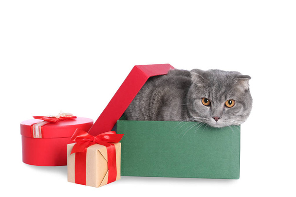 Cute cat in gift box on white background - Фото, изображение