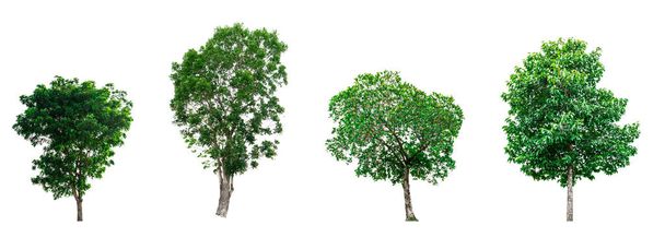 Collection of green trees isolated on white background for use in architectural design or decoration work.  - Photo, Image