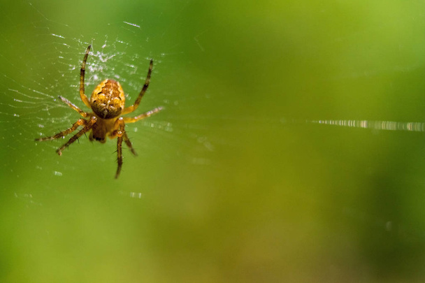 Spider on a green background - Foto, Imagen