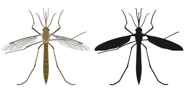 Color image of mosquito and its silhouette. Vector illustration. - Vector, Image