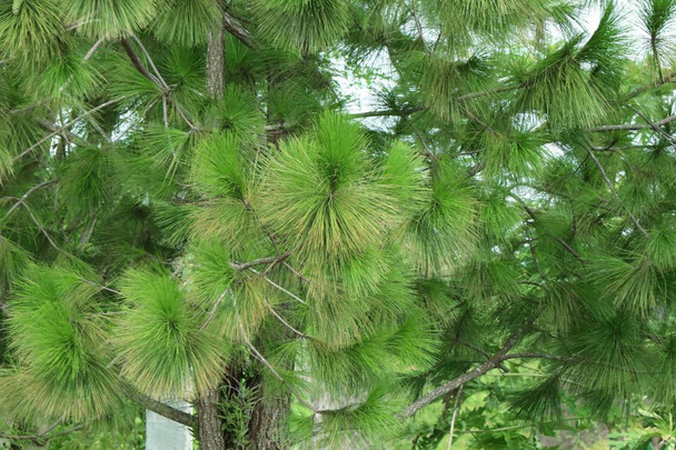 pine tree in nature - Photo, Image