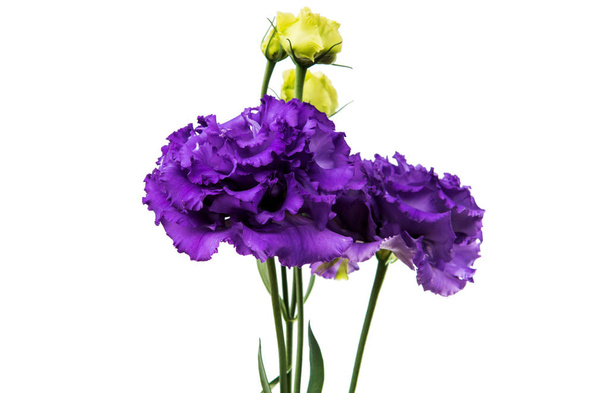 Hermosa flor eustoma
 - Foto, imagen