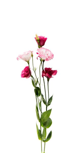 Beautiful eustoma flower - Photo, Image