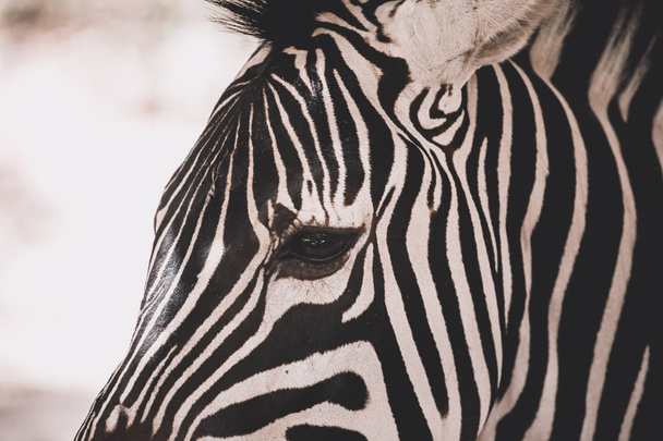 Zebra close-upZebra yakın çekim - Fotoğraf, Görsel