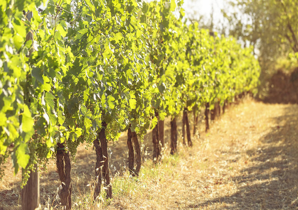 Літній Тоскана виноградник
 - Фото, зображення