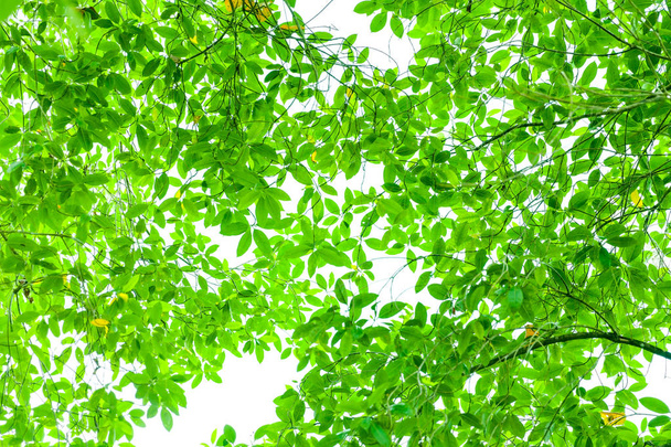 Natural con rama de árbol con hojas verdes frescas sobre fondo blanco
. - Foto, Imagen