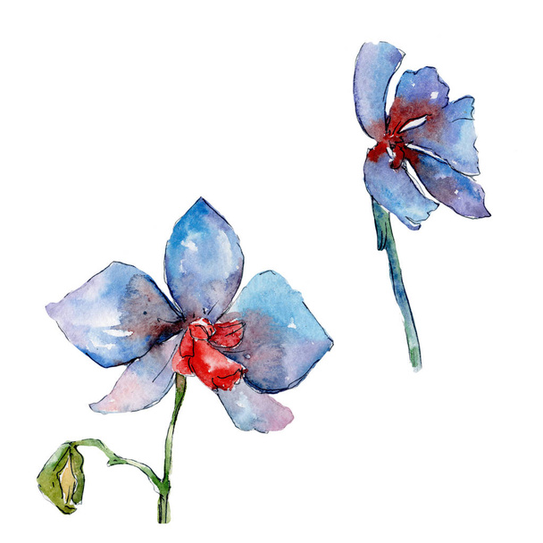 Цветок орхидеи в акварельном стиле изолирован
. - Фото, изображение