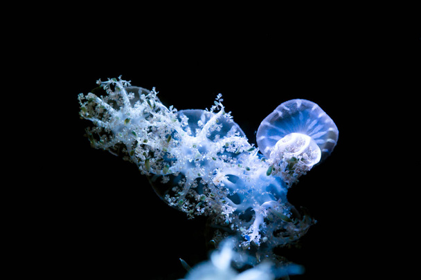 siyah bir arka plan üzerinde denizanası - Fotoğraf, Görsel
