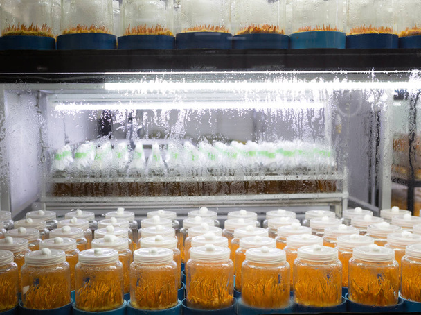 Taze Cordyceps militaris cam bottles.lab odasında - Fotoğraf, Görsel