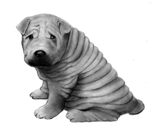 Bleistiftzeichnung des chinesischen Shar-Pei-Hundes - Foto, Bild