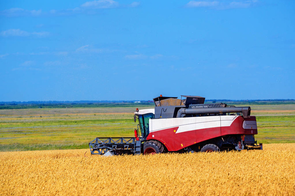 Colheita de grãos combina trabalho no campo de trigo
 - Foto, Imagem