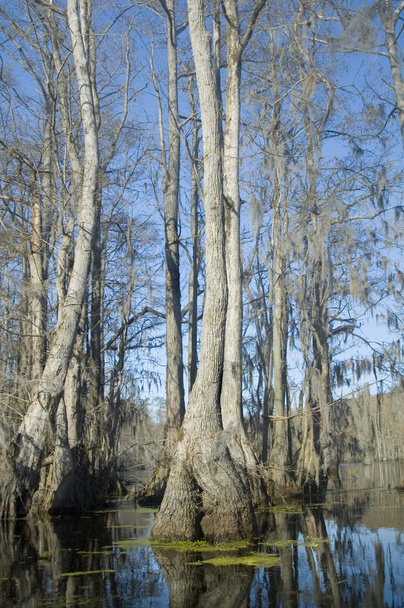 Cypress Βάλτο - Φωτογραφία, εικόνα