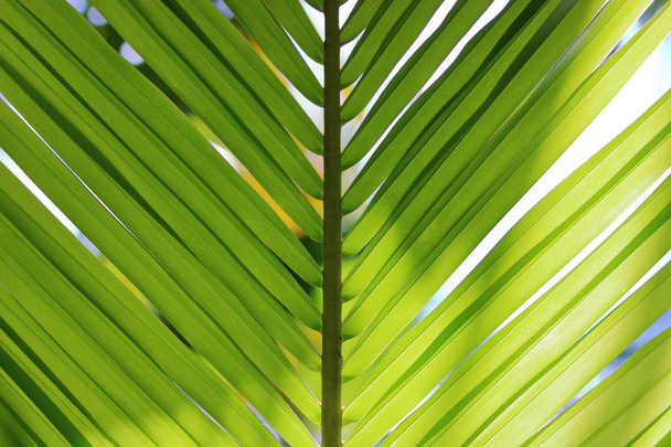 Φύλλα πράσινη καρύδα. φως και σκιά, το ρηχό βάθος πεδίου - Φωτογραφία, εικόνα