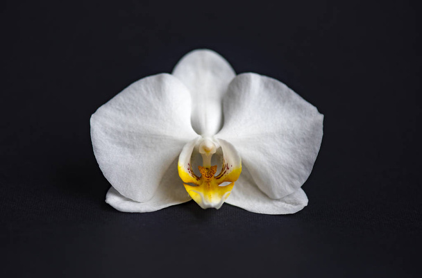 Flower of white orchid isolated on black background - 写真・画像