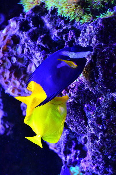 Yellow and blue fish float around algae and stones - Photo, image