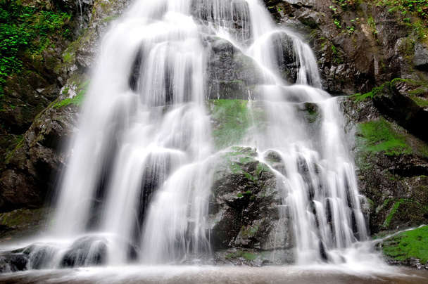 Ялина плоским водоспад
 - Фото, зображення