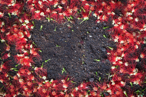 красный нерв цветок в земле
 - Фото, изображение