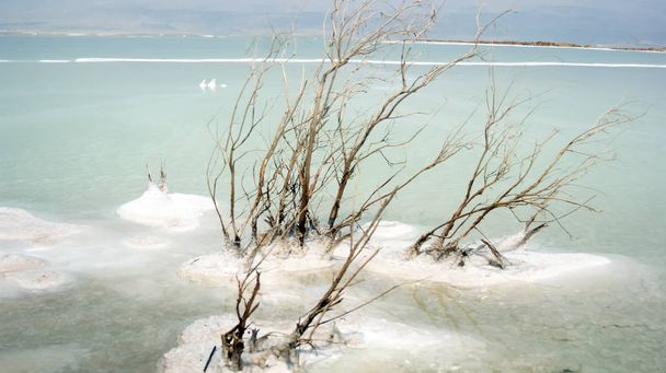 死海ツリー - 写真・画像