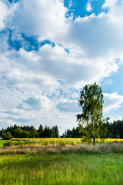 Summer sunny meadow with blue sky, clouds and trees - Fotoğraf, Görsel