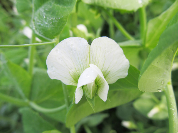 エンドウ豆の花のクローズ アップ - 写真・画像