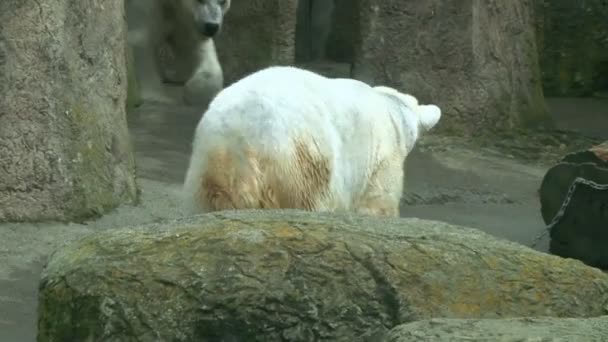 Белые медведи в зоопарке
 - Кадры, видео