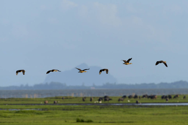 Група птахів літає в блакитному небі
 - Фото, зображення